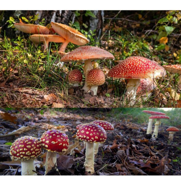 Benefits of mushroom