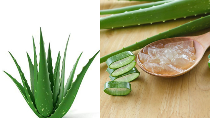 Aloe vera