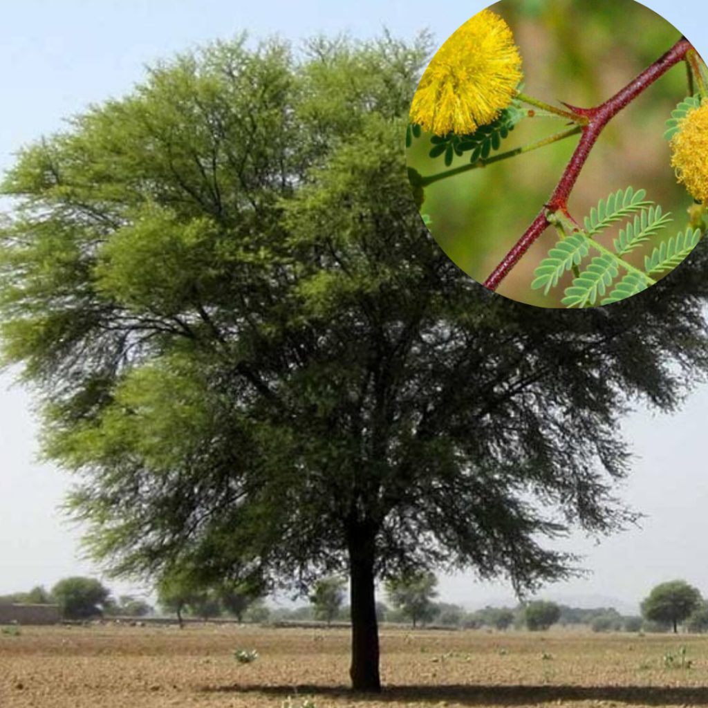 Babul ka ped Babul ka ped