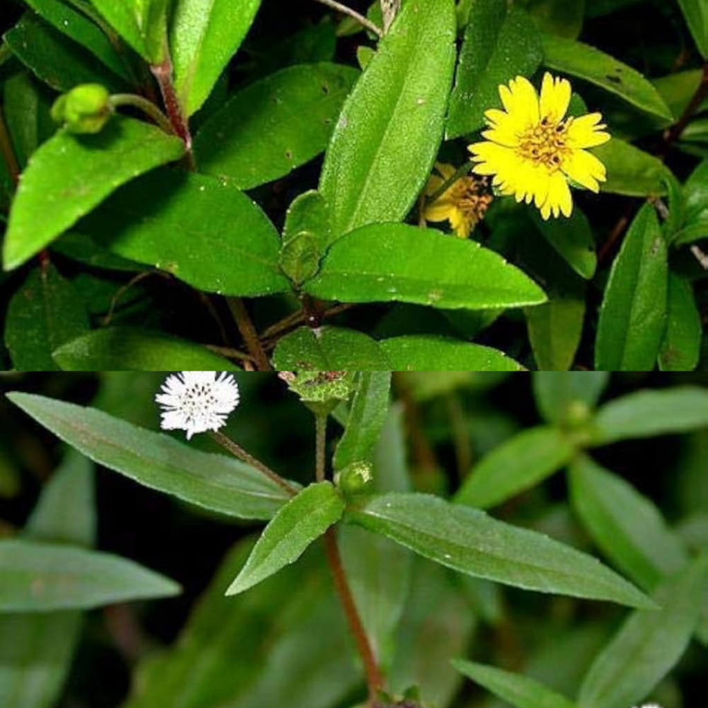 bhringraj(Trailing Eclipta)