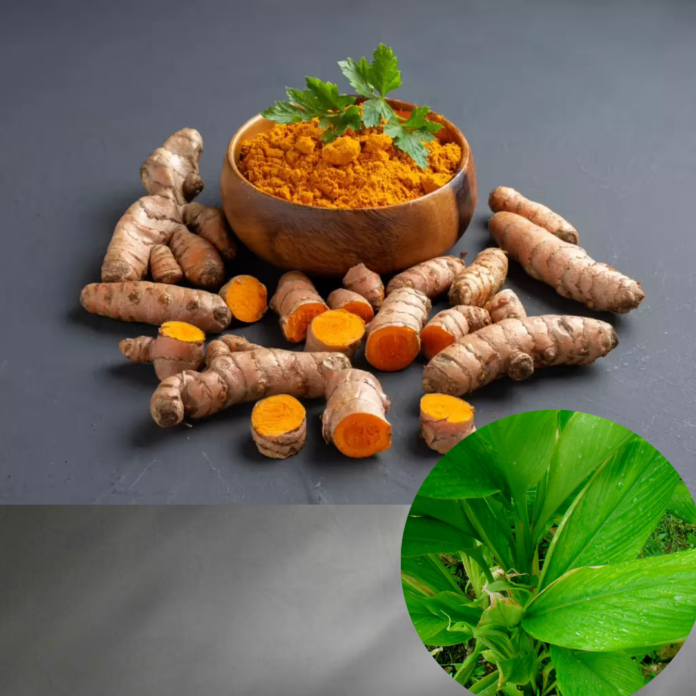 Haldi(Turmeric)