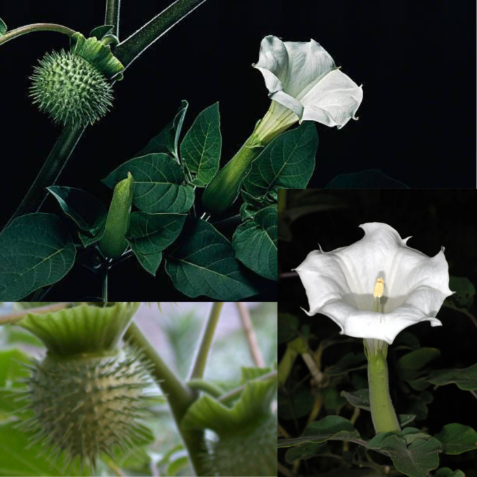 Datura