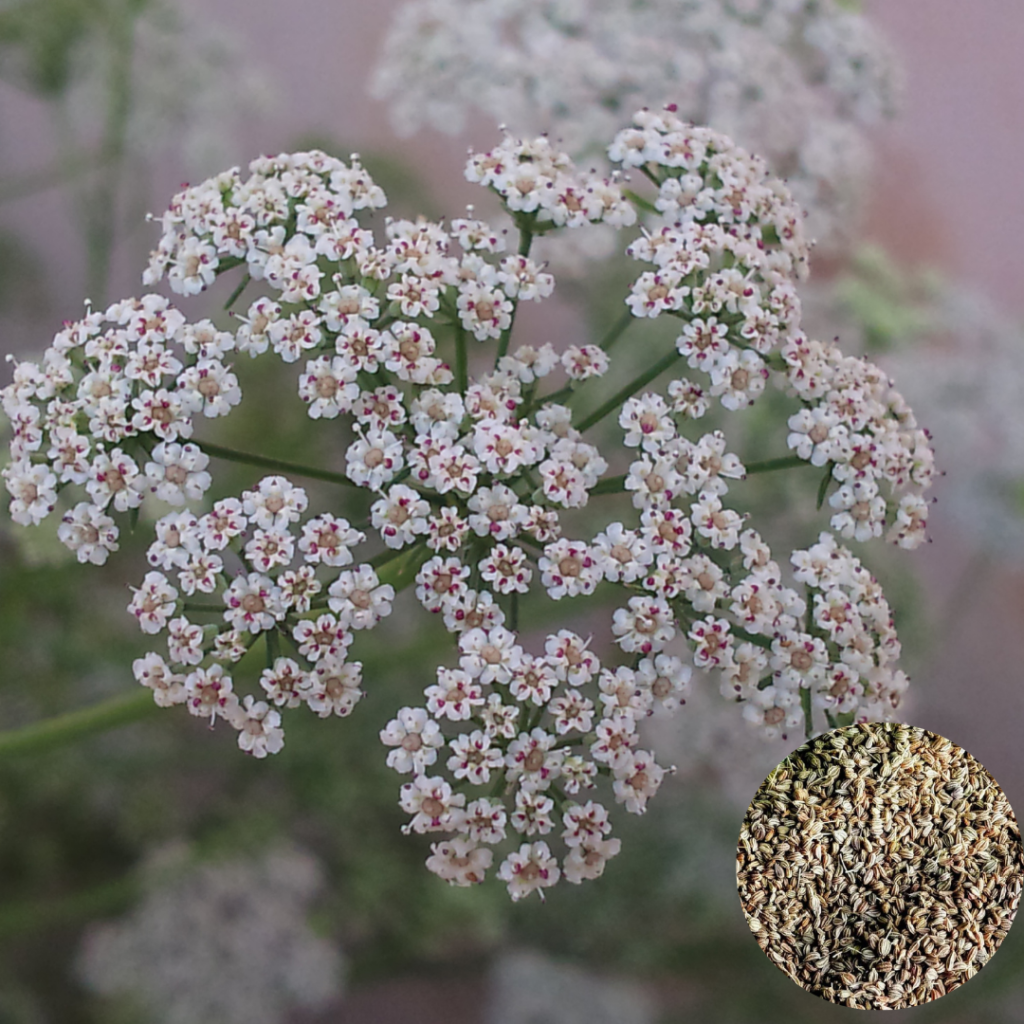 Ajwain Ajwain